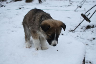 View of dog on snow field
