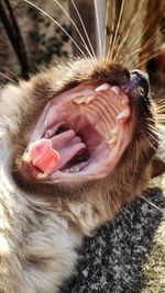 Close-up of cat yawning