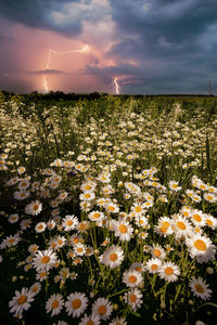 Scenic view of flowering plants on field against sky