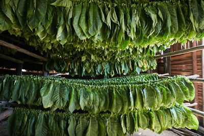 Close-up of vegetables hanging from leaves