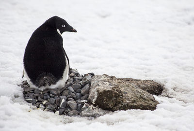 Close-up of a bird on rock