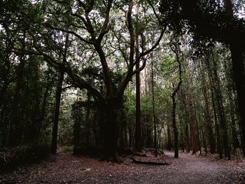 Trees in forest