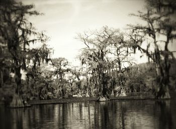 Reflection of trees in lake