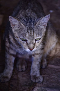 Close-up portrait of tabby cat