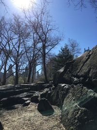 Bare trees on landscape