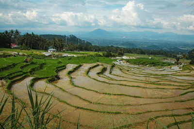 Scenic view of rice field against sky