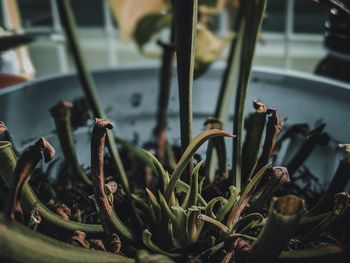 Close-up of plants growing outdoors