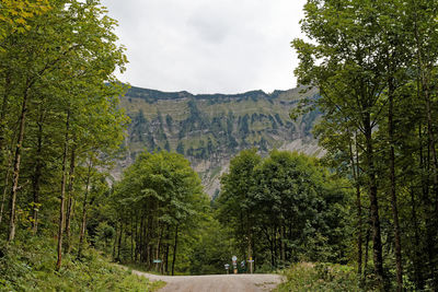 Panoramic view of pine trees in forest against sky