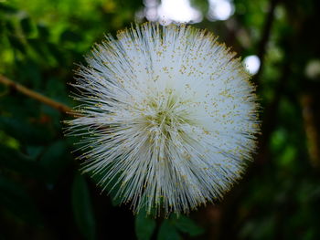 Close-up of white flower against blurred background