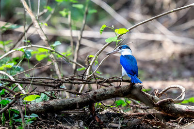 Bird perching on branch