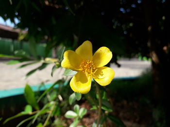 Close-up of yellow flowering plant