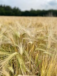 Close-up of stalks in field