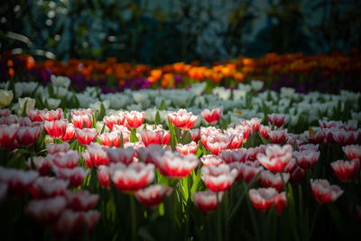 Close-up of red tulips in field