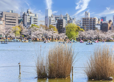 Seagull and turtle in the dried susuki grass of ueno with cherry blossoms of kaneiji temple.