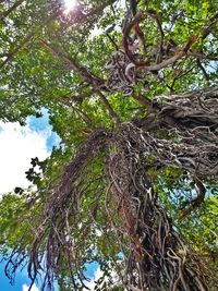 Low angle view of trees against sky