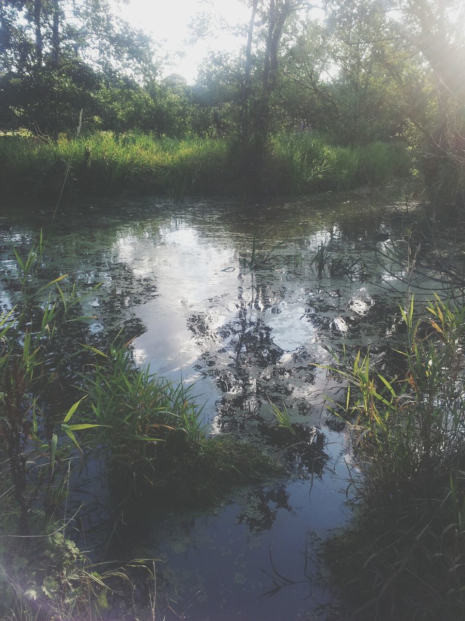 water, reflection, lake, tree, tranquility, tranquil scene, waterfront, nature, beauty in nature, growth, scenics, pond, standing water, green color, day, plant, outdoors, no people, river, grass