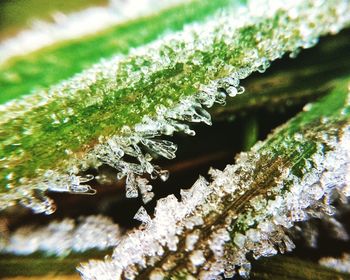 Close-up of frozen plant