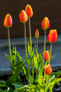 Close-up of red tulips