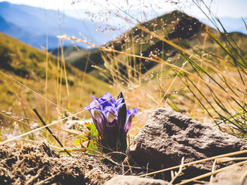 Close-up of purple crocus flowers on field