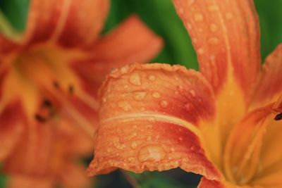 Close-up of orange lilies blooming outdoors
