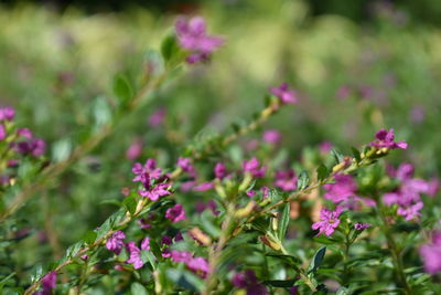 Close-up of flowers blooming outdoors