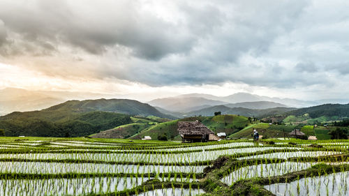 Scenic view of agricultural field against sky