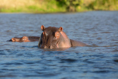 Portrait of hippopotamus swimming in lake