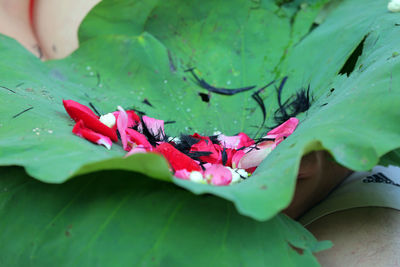 Close-up of pink rose leaves