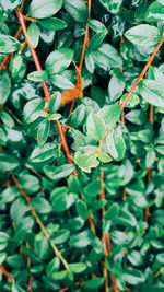 Close-up of berries growing on tree
