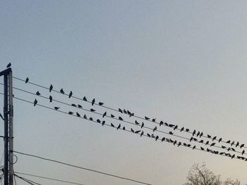 Low angle view of birds perching on power line