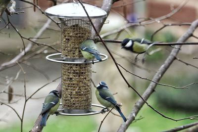 Tits on feeder