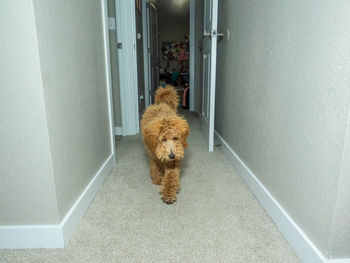 High angle view of dog looking away at home