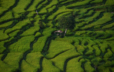 High angle view of rice field