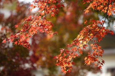 Low angle view of maple leaves on tree