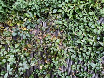 Full frame shot of ivy growing on land