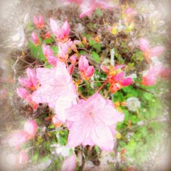 Close-up of pink flowers