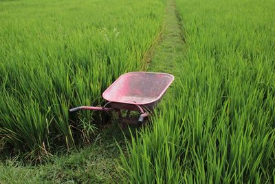 Umbrella in field