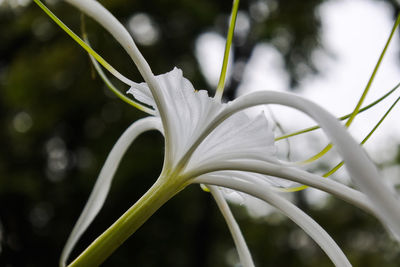 Close-up of white flowering plant