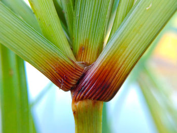 Close-up of fresh green plant