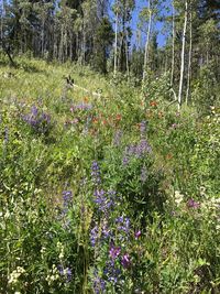 View of flowers growing in forest