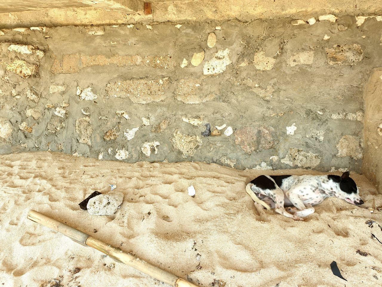 HIGH ANGLE VIEW OF A DOG SLEEPING ON WALL