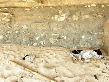 High angle view of dog sleeping on wall