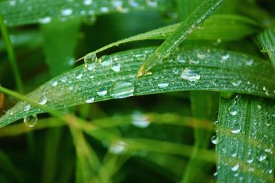 Close-up of water drops on spider web