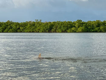 View of ducks swimming in lake