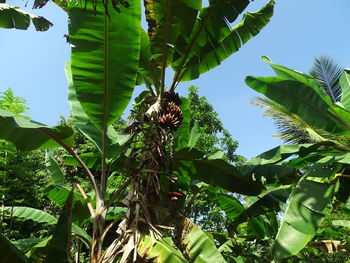 Low angle view of insect on plant against sky