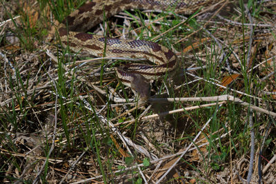 Lizard on ground