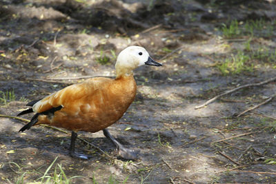 Close-up of a bird