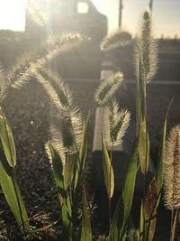 Close-up of succulent plant on field