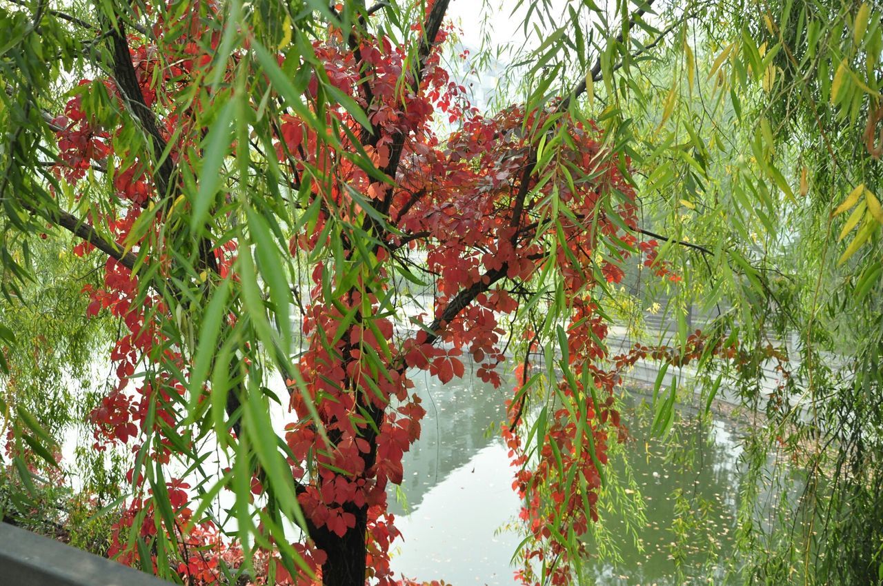 tree, branch, growth, red, leaf, nature, beauty in nature, tranquility, autumn, water, green color, low angle view, day, change, outdoors, clear sky, sunlight, no people, scenics, plant