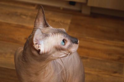 Close-up of blue-eyed sphynx cat